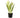 White Tulips