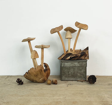 Mushrooms-Parasite wood base
