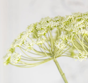 Cow Parsley