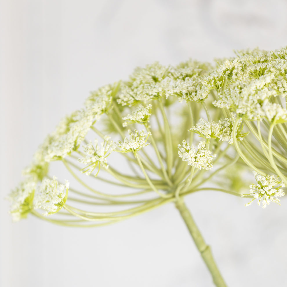 Cow Parsley
