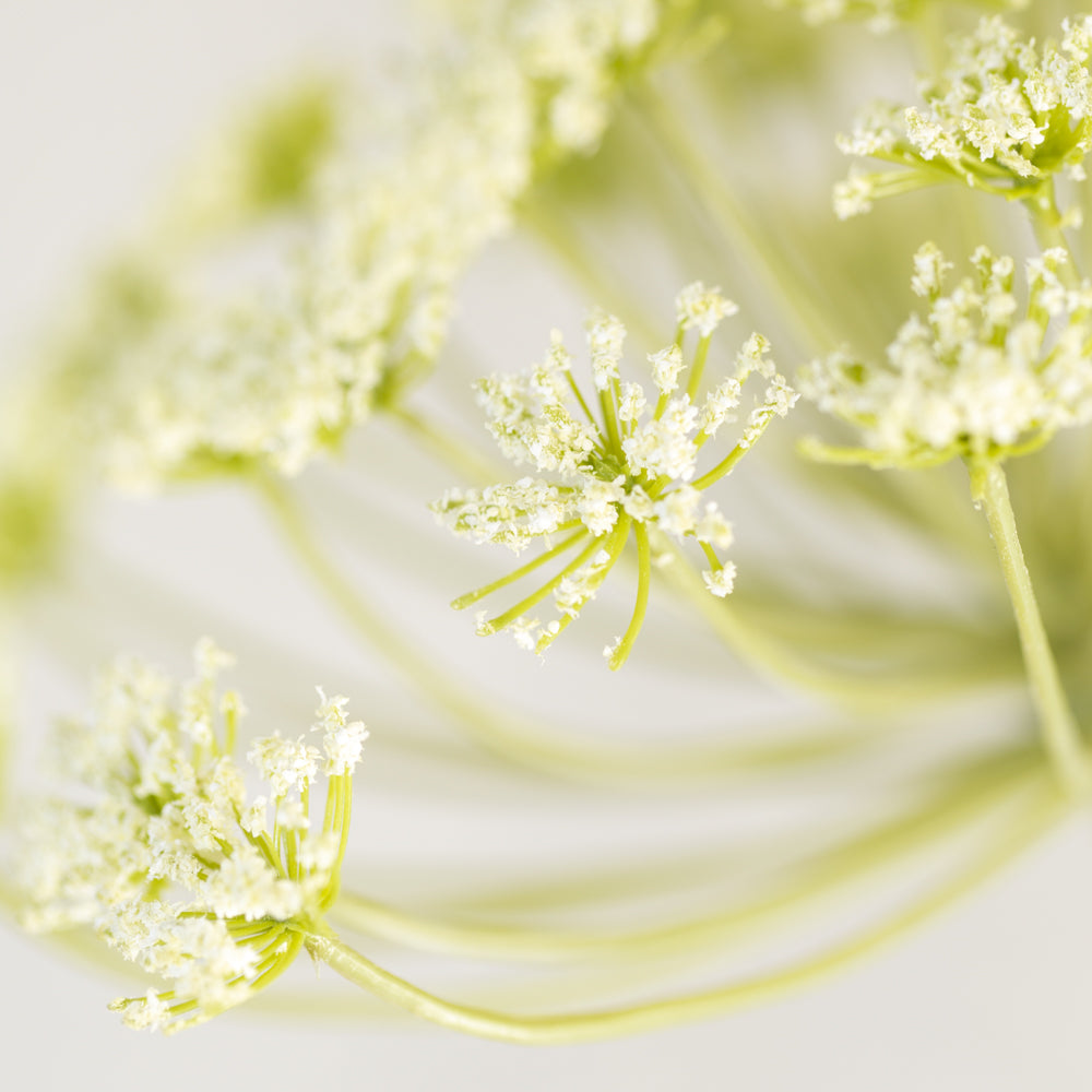 Cow Parsley