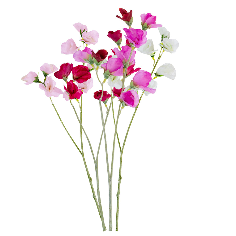 Sweet Pea Mixed