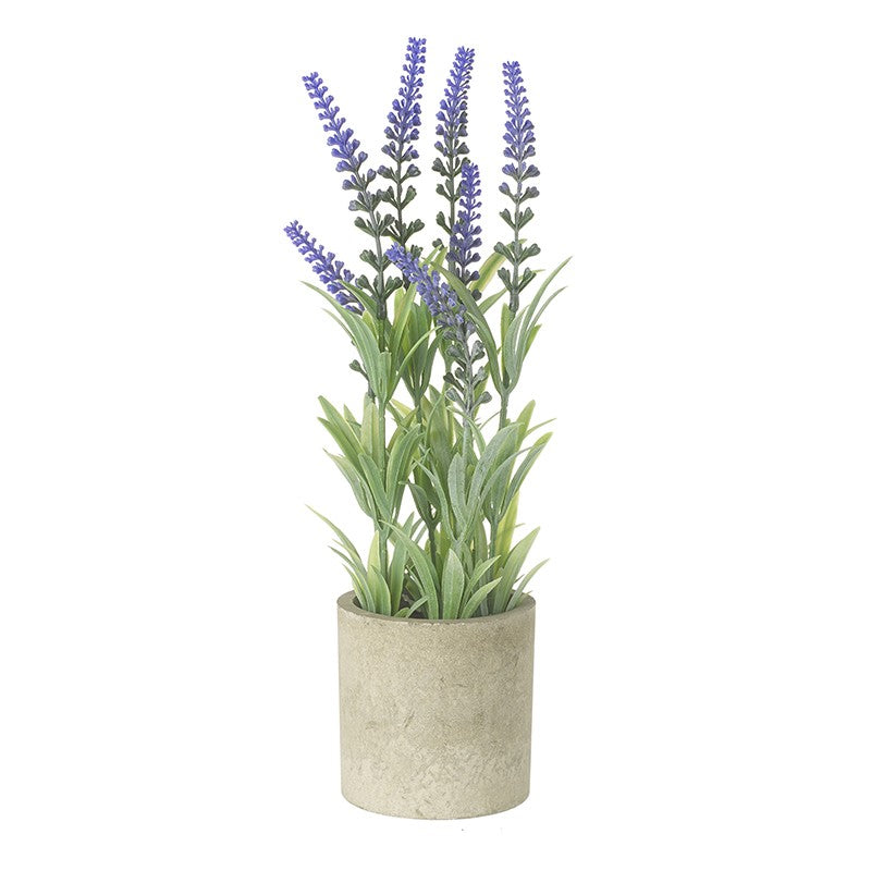 Tall Lavender Plant In Pot