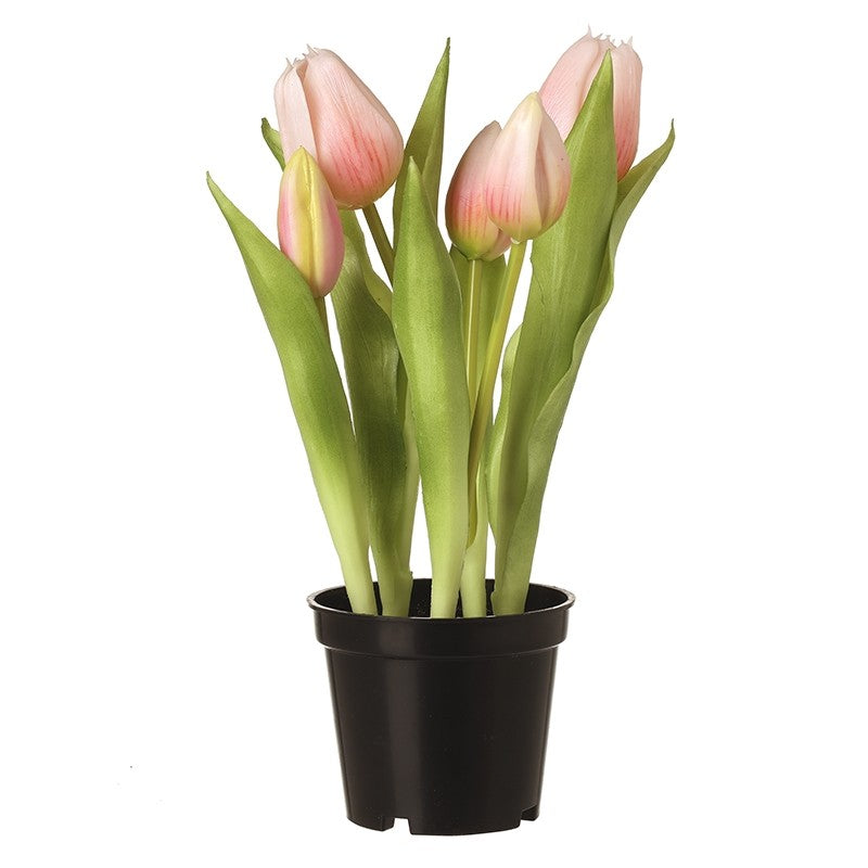Pink Tulips