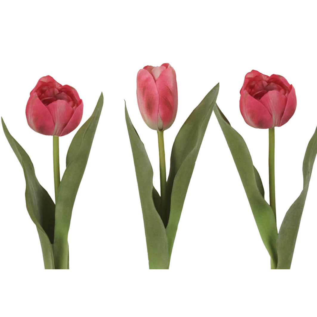 Tulip stem