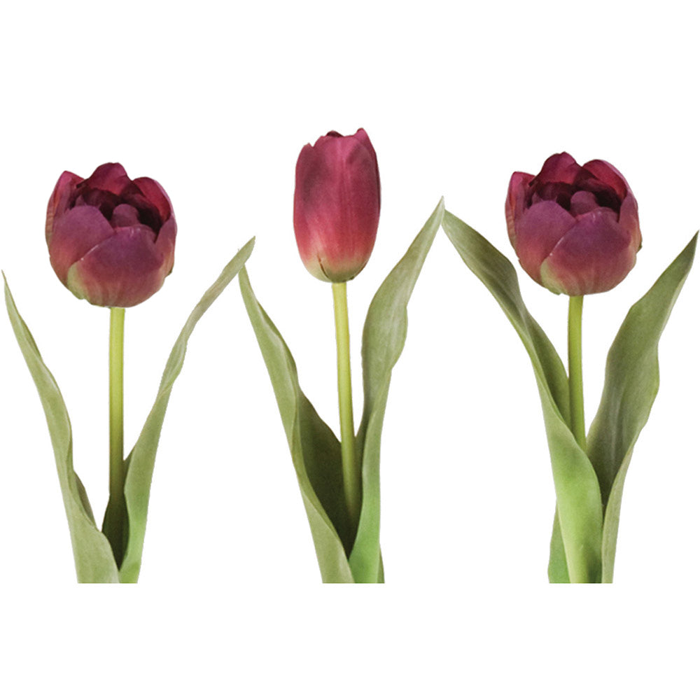 Tulip stem